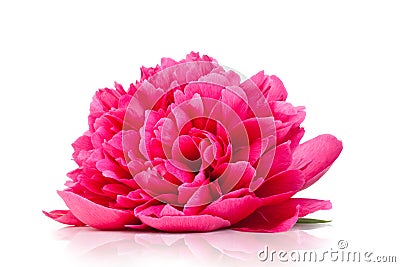 Pink peony Stock Photo