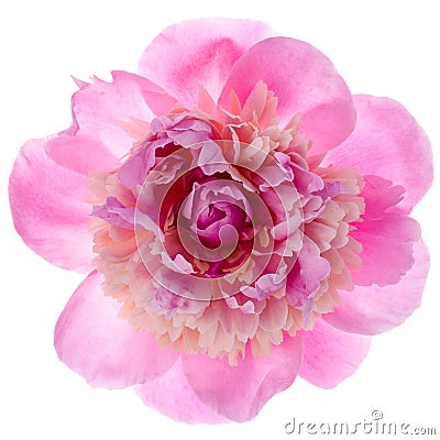 Pink peony flower Stock Photo