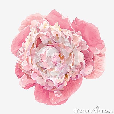 Pink peony flower Vector Illustration