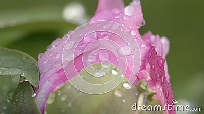 Pink peony flower after rain. Pink peony flower burgeon with dew drops after rain, beautiful flowers in the park. Blooming peony flower Paeonia suffruticosa Pink peony flower after rain. Pink peony flower burgeon with dew drops after rain, beautiful flowers in the park. Blooming peony flower Paeonia suffruticosa