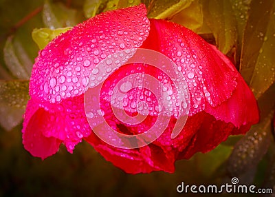 Pink Peony flower after the rain, with a soft focus, vintage treatment. Its delicate petals are hanging down, heavy with raindrops Stock Photo