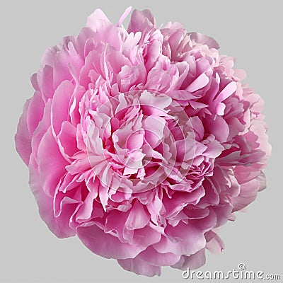 Pink peony flower terry isolated Stock Photo
