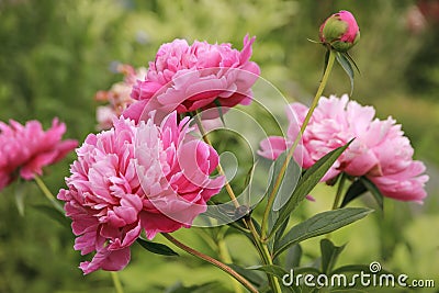 Pink peony flowers Stock Photo