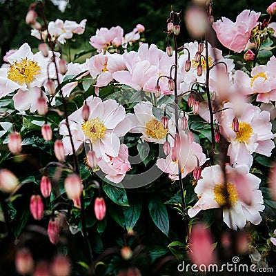 Pink peony flowers blossom, garden detail. Stock Photo