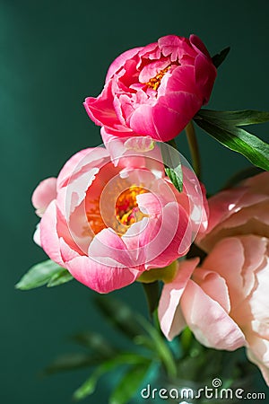Pink peony flowers of different shades on green background. tree peon Julia Rose variety. Stock Photo