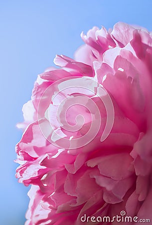 Pink Peony Stock Photo