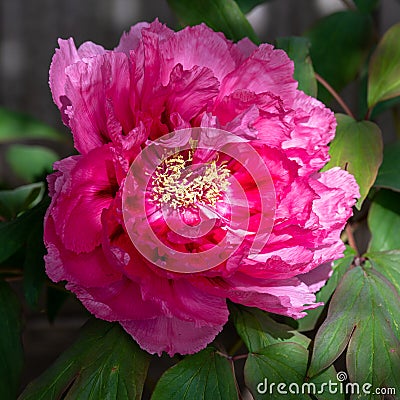 Pink filled peony, beautiful peony, overlapping petals Stock Photo