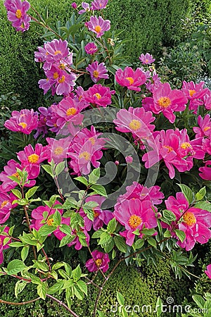 Pink peony `paeonia lactiflora` - dancing butterflies Stock Photo