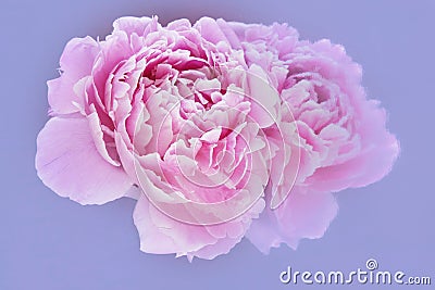 Pink peony and reflection on pale blue background Stock Photo