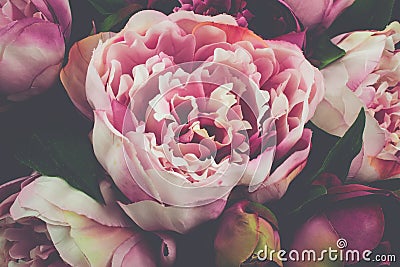 Pink Peony Rose Flower Vintage Close-up Stock Photo