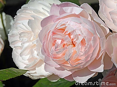 Pink peony rose Stock Photo