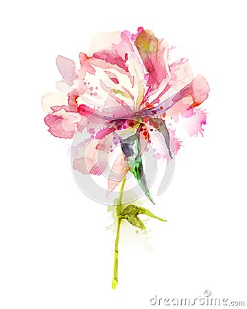 Pink peony Vector Illustration