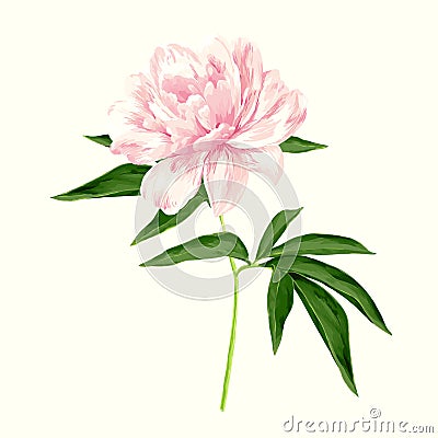 Pink peony Vector Illustration