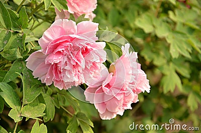 Pink peony Stock Photo