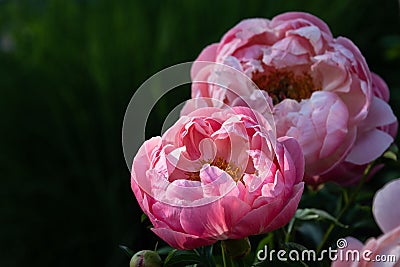 Pink peony in a sunbeam growing in a garden with a dark green background Stock Photo