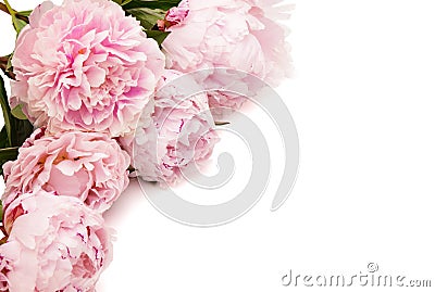 The pink peony Stock Photo