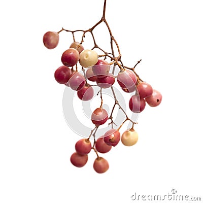 pink peppercorn clusters isolated on white Stock Photo