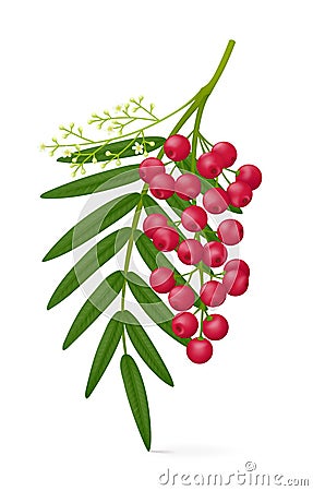 Sprig of pink pepper plant Schinus molle isolated on white background Vector Illustration