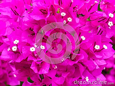 Pink petal of bougainvillea flowers nature background Stock Photo