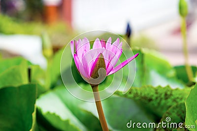 Pink petal lotus Stock Photo