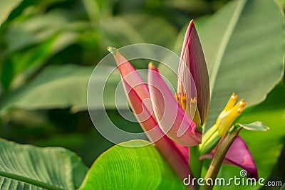 Pink petals of flowering Banana blossom with small green raw fruits and lage pinnately parallel venation leaf pattern, know as Stock Photo