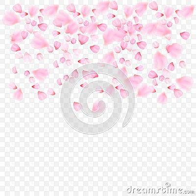 Pink petals and flowers of cherry blossom Stock Photo