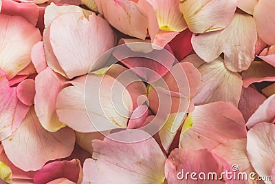 Pink Petals of wild rose flowers, dog-rose, briar, brier, canker-rose, eglantine, rose flowers background or pattern Stock Photo