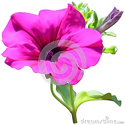 Pink petunia flower Stock Photo