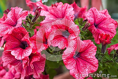 Pink petunia flowers in green house plantation Stock Photo