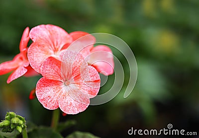 Pink petunia flowers at spring in the garden. Stock Photo