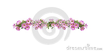 Pink petunia flowers string margin element isolated Stock Photo