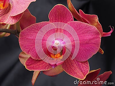 Pink Phaelenopsis Flowers Stock Photo