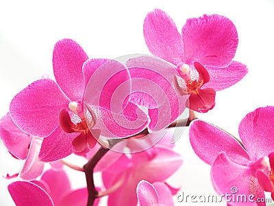 Pink phalaenopsis Stock Photo