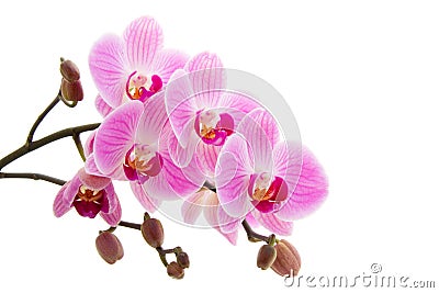 Pink phalaenopsis orchid Stock Photo