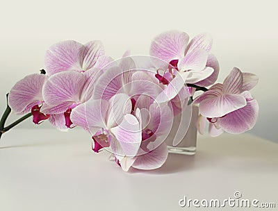 Pink phalaenopsis orchid flower in white bowl in gray interior. Minimalist still life. Light and shadow nature background Stock Photo