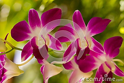 Pink Phalaenopsis Orchid or Moth Orchid flower and branch are blooming Stock Photo