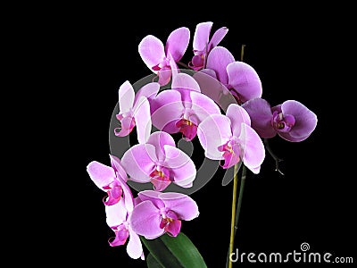 Pink Phalaenopsis Orchids Stock Photo