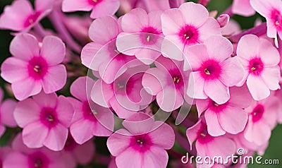 Pink phlox flowers Stock Photo