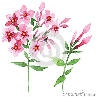 Pink phlox foral botanical flower. Watercolor background illustration set. Isolated phlox illustration element. Cartoon Illustration