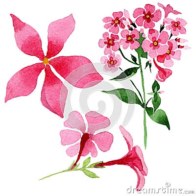 Pink phlox foral botanical flower. Watercolor background illustration set. Isolated phlox illustration element. Cartoon Illustration