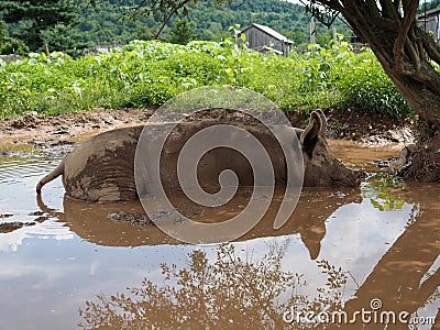 Pink Pig Wallowing in Mud Pond Stock Photo