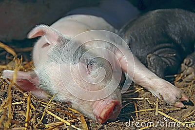 Pink piglet sleeping and basking in farm Stock Photo