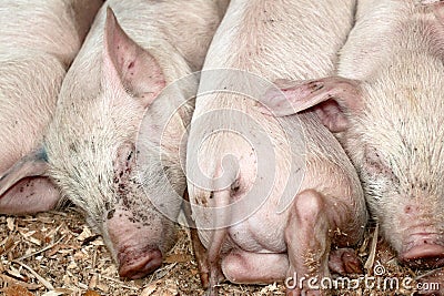 Pink piglets close up. Stock Photo