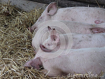 Pink piglets lying down on straw Stock Photo