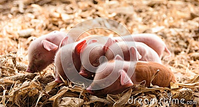 Pink piglets Newborn on the farm, sleeping in the leaves of corn. Stock Photo