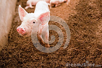 Pink piglets standing on the chaff are raised in an organic pig farm, looking at camera Stock Photo