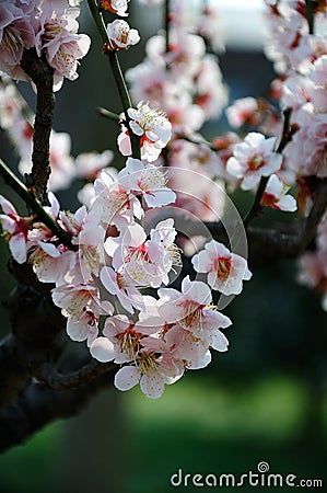 Pink plum blossom Stock Photo