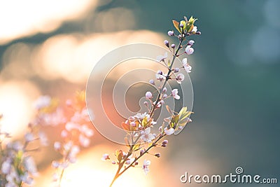 Pink plum flower in sunshine morning close-up view Stock Photo