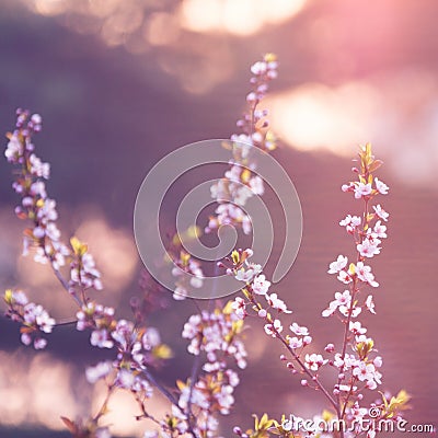 Pink plum flower in sunshine morning close-up view Stock Photo