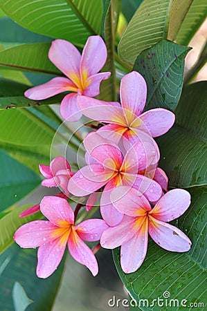 Pink plumeria Stock Photo